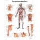 Charte Anatomique le Système Vasculaire American 3B Scientific Livres, chartes et réflexologie