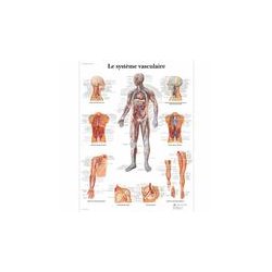 Vascular system anatomical chart