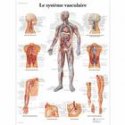 Charte Anatomique le Système Vasculaire