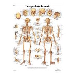 Charte Anatomique Le Squelette Humain  Livres, chartes et réflexologie