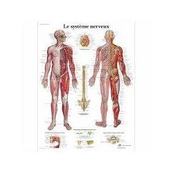 Charte anatomique Le Système Nerveux American 3B Scientific Livres, chartes et réflexologie