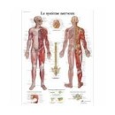 Anatomical Chart - Human Nervous System American 3B Scientific Books, charts and reflexology