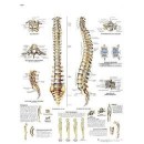 Anatomical Chart - Spinal Column American 3B Scientific Various