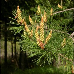 Huile essentielle Pin Sylvestre / Pinus Sylvestris Biologique Aliksir Ambiance