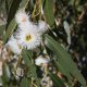 Huile Essentielle - Eucalyptus commun brut Aliksir Ambiance
