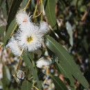 Eucalyptus Blue Gum Crude - Essential Oil Aliksir Ambience