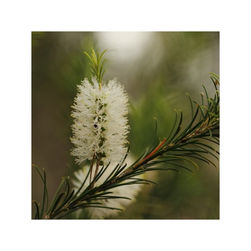 Tea Tree, Narrow-leaved - Essential Oil Aliksir Ambience