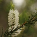 Huile Essentielle - Mélaleuque à feuilles alternes Aliksir Ambiance