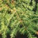 Eastern Hemlock - Essential Oil