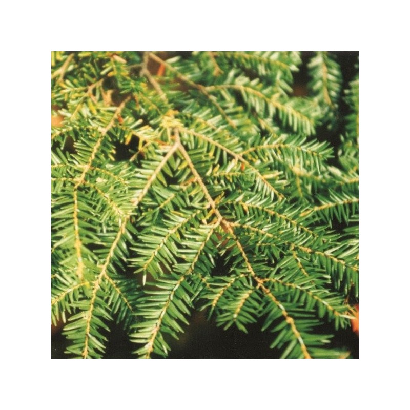 Eastern Hemlock - Essential Oil Aliksir Shop by category - Massage Boutik Products