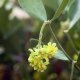 Huile végétale - Jojoba (Simmondsia chinensis) Aliksir Huiles de massage