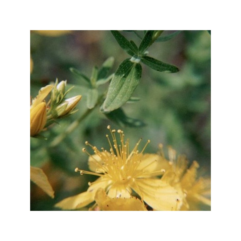 St. John's-wort - Macerated Oil Aliksir Shop by category - Massage Boutik Products