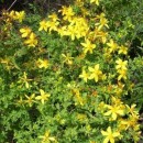 St. John's-wort - Macerated Oil Aliksir Shop by category - Massage Boutik Products