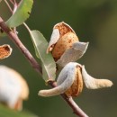 Huile végétale vierge Amande douce (Prunus dulcis) Aliksir Huiles de massage