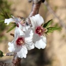 Huile végétale vierge Amande douce (Prunus dulcis) Aliksir Huiles de massage