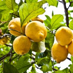 Essential Oil Lemon Zest (Citrus limonum)
