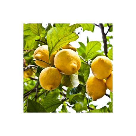 Huile Essentielle Citron Zeste (Citrus limonum) Aliksir Ambiance