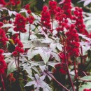 Huile végétal de Ricin (Ricinus communis) Aliksir Huiles de massage