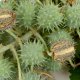 Huile végétal de Ricin (Ricinus communis) Aliksir Huiles de massage