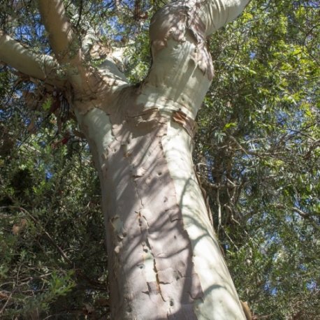 Eucalyptus Lemon - Essential Oil Aliksir Ambience