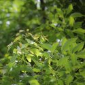 Ravintsara, Cinnamomum camphora