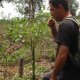 Ravintsara, Cinnamomum camphora Aliksir Ambience
