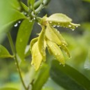 Huile essentielle - Ylang Ylang Aliksir Ambiance