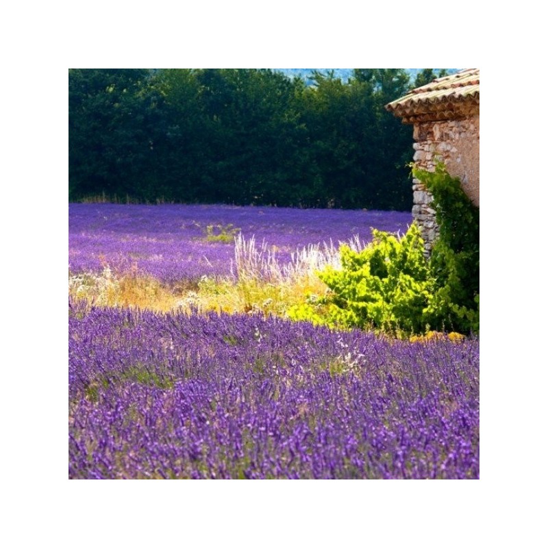 Essential Oil - Lavender Officinalis Aliksir Ambience