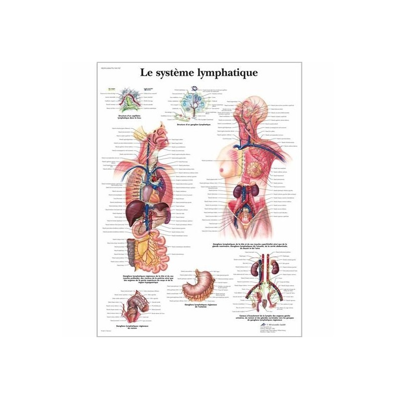 Anatomical Chart - Lymphatic System American 3B Scientific Books, charts and reflexology