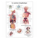 Anatomical Chart - Lymphatic System American 3B Scientific Books, charts and reflexology
