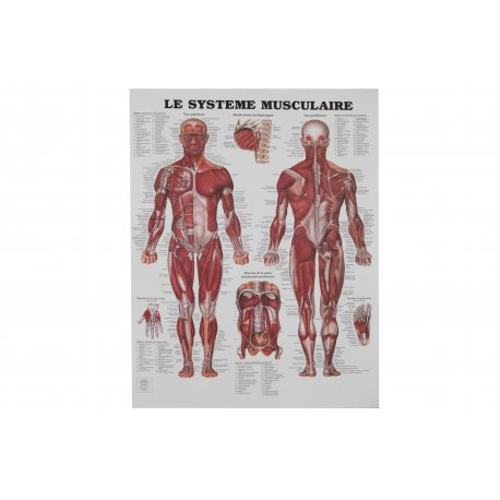 Charte Anatomique - Le Système Musculaire  Magasiner tout - Produits Massage Boutik