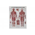 Charte Anatomique - Le Système  Musculaire