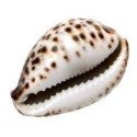 Coquillage Naturel Cowrie