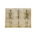 Anatomical Chart - The Skeletal System  Shop by category - Massage Boutik Products