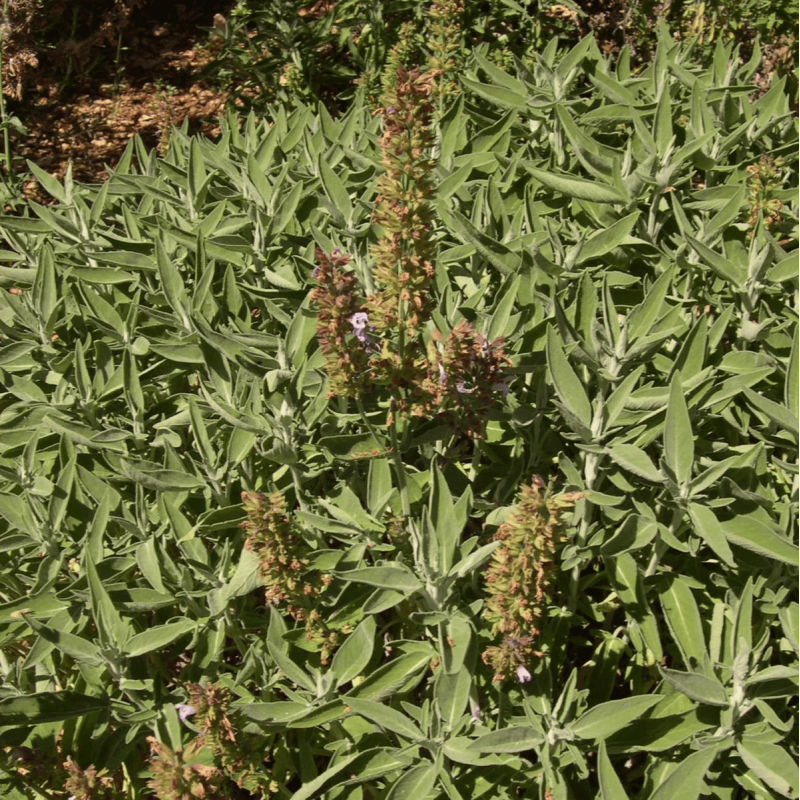 Huile Essentielle - Sauge Officinale