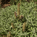 Huile Essentielle - Sauge Officinale